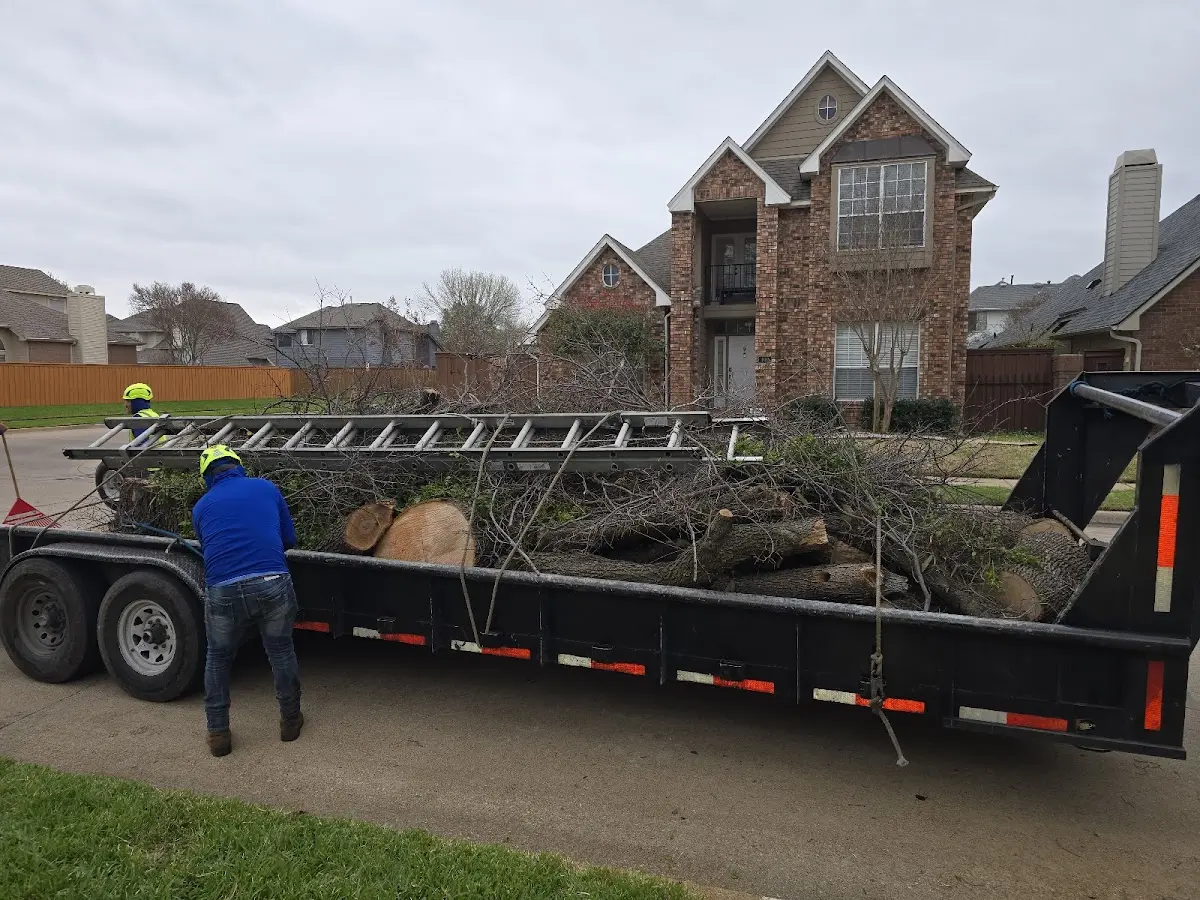 Expert Tree Fertilization with proper safety equipment in Rancho Cordova